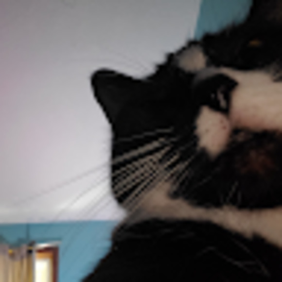 Meet your Posher, Pluto - Picture 1 of 1